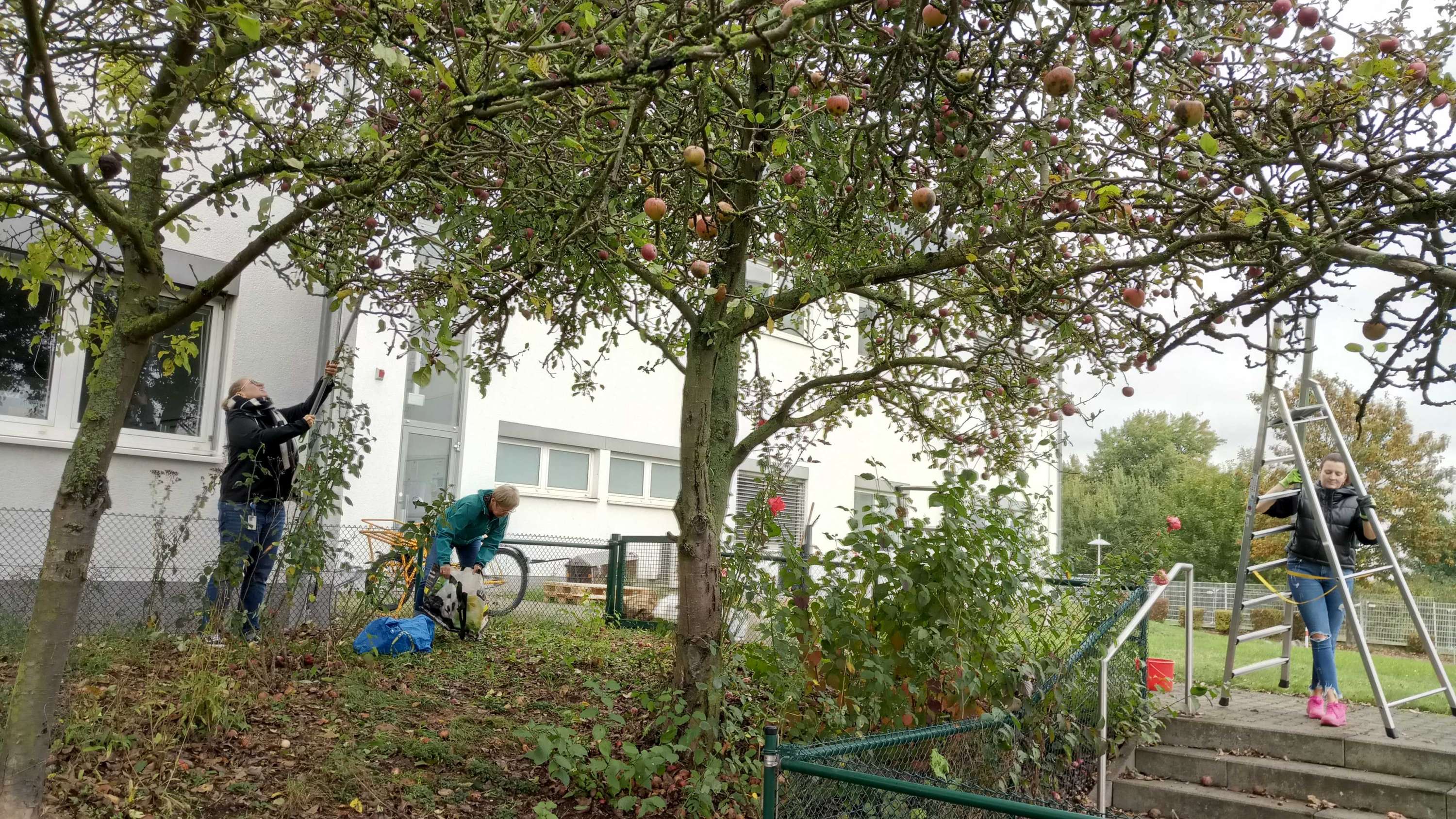 Apple Harvest 2024